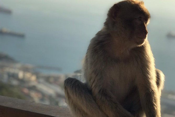 gibraltar-sightseeing-premium-rock-tour-shore-excursion-private