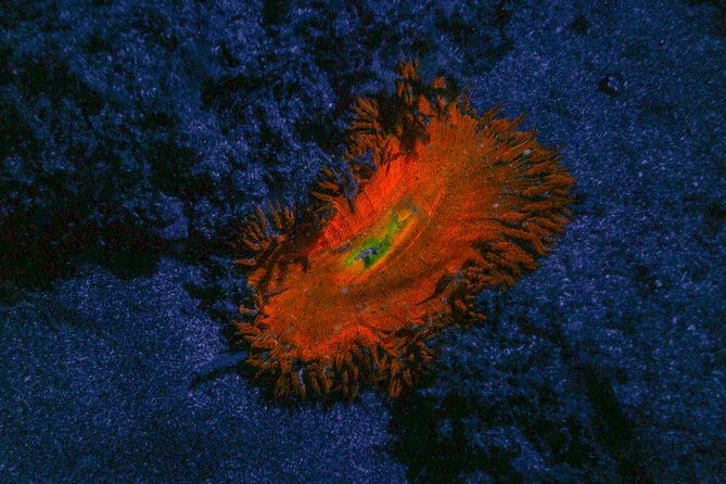 glow-night-diving