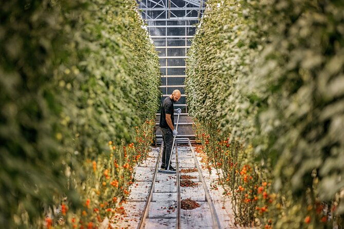 golden-circle-premium-tour-with-fridheimar-farm
