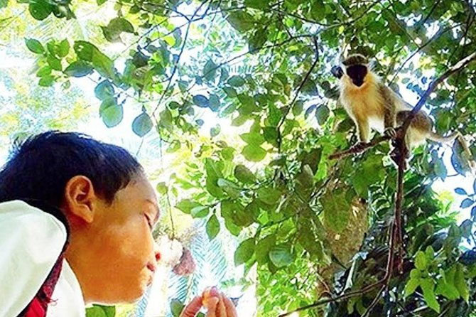 green-monkey-time