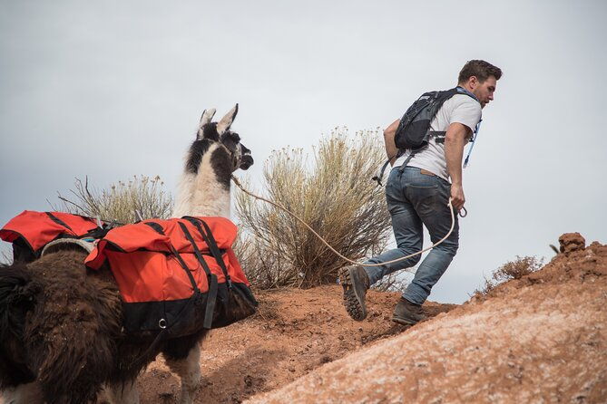 guided-awesome-2-hour-llama-hikes-private-experience-2