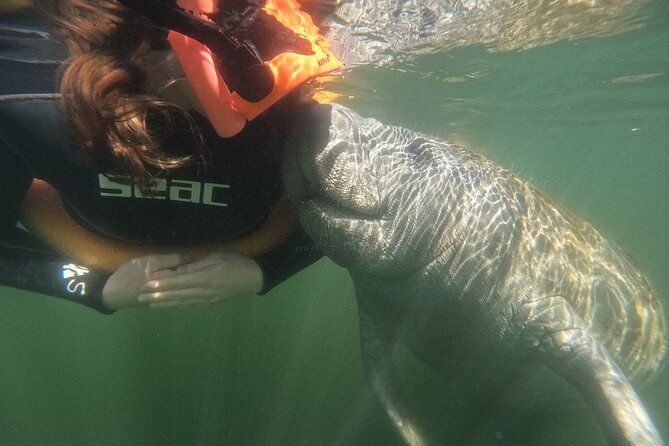 guided-crystal-river-manatee-snorkeling-tour