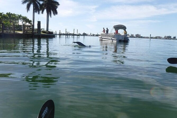 guided-kayak-dolphin-eco-tour-in-pelican-bay-2
