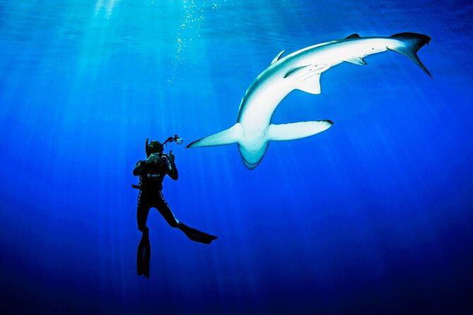 guided-swimming-experience-with-sharks-in-portugal-2