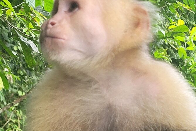 guided-tour-in-sloth-sanctuary-and-monkey-island