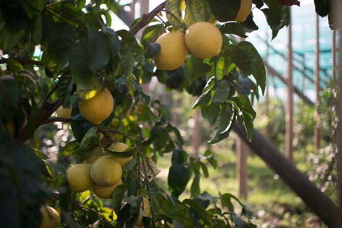 guided-tour-of-the-history-and-tradition-of-the-sorrento-lemon