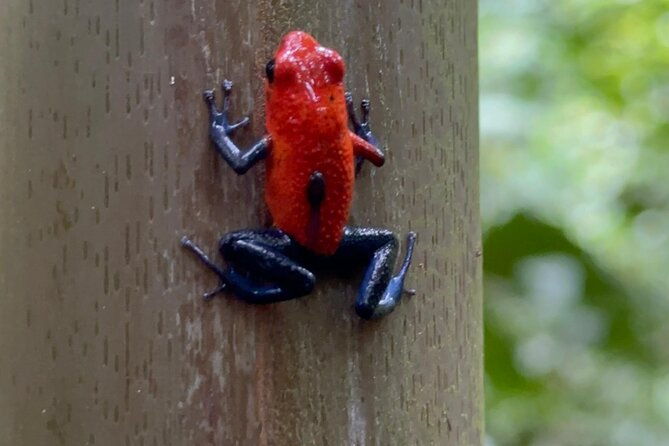 guided-tour-to-arenal-mistico-hanging-bridges-with-transfer