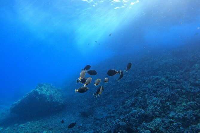 guided-turtle-town-snorkeling-tour-with-underwater-photos-2