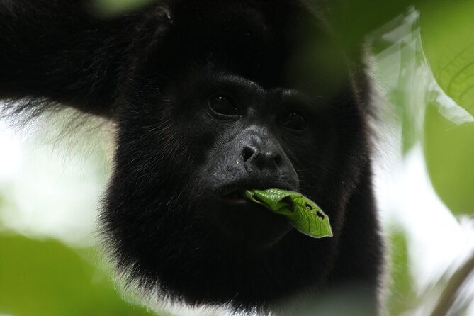 guided-walk-to-the-monteverde-cloud-forest-preserve