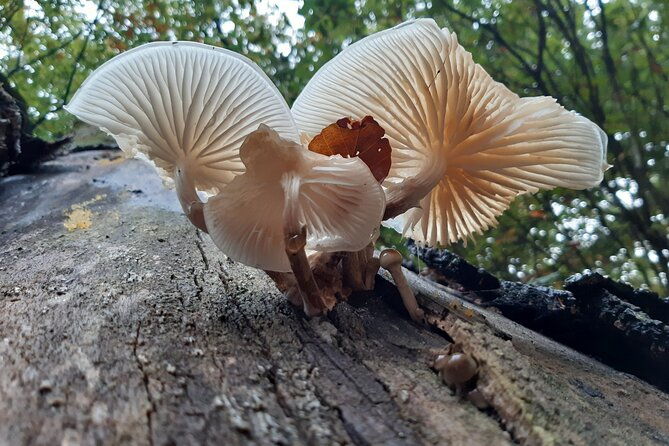 guided-walking-tour-of-new-forest-national-park-in-hampshire