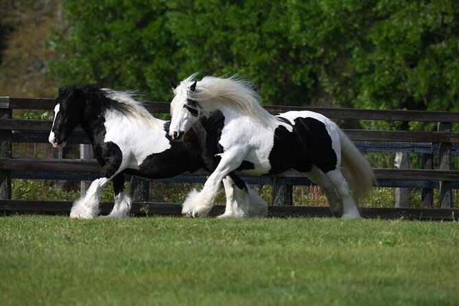 gypsy-gold-horse-farm-walking-tour-2