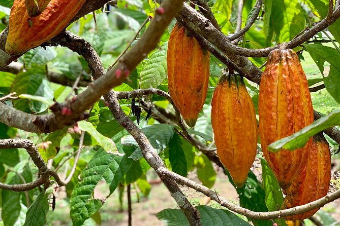 half-day-3-course-cocoa-lunch-tour-in-trinidad