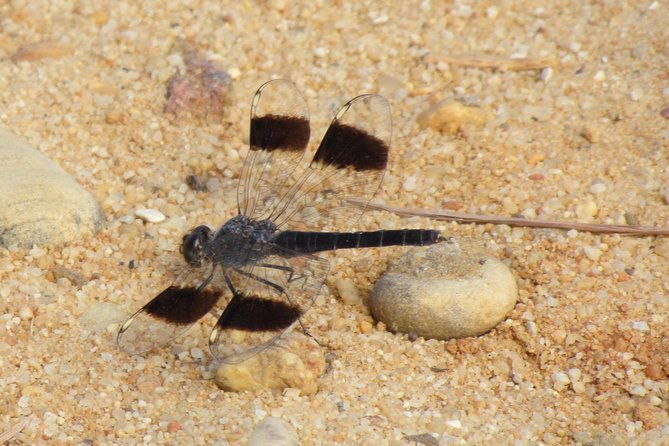 half-day-birdwatching-around-faro