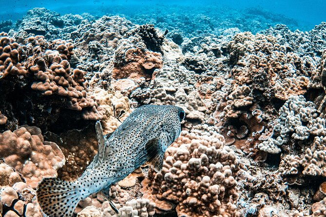 half-day-deluxe-molokini-snorkel-excursion-in-maui