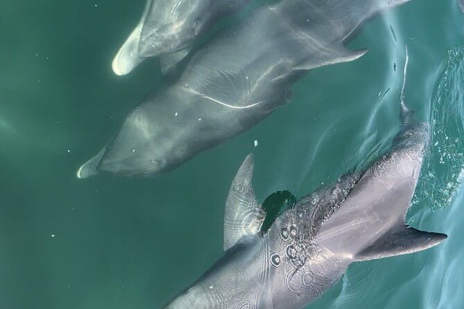 half-day-eco-and-dolphin-boat-tour-in-siesta-key