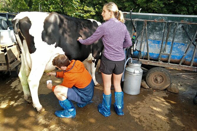 half-day-farm-visit-and-cow-milking-experience