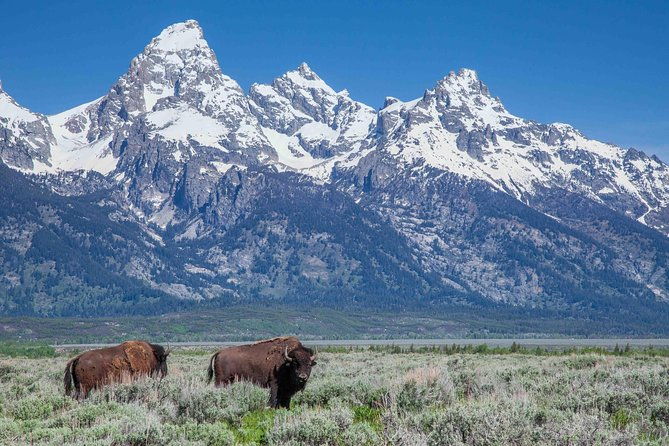 half-day-grand-teton-wildlife-safari-private-tour