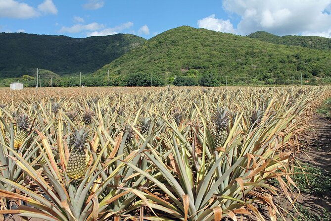 half-day-tour-a-taste-of-paradise-and-history-of-antigua