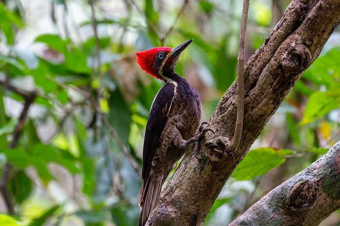 half-day-tour-churute-mangroves-and-bird-watching-from-guayaquil