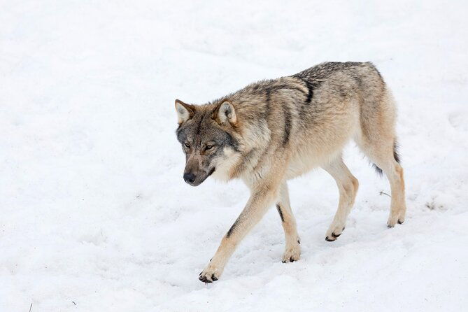 half-day-trip-to-ranua-wildlife-park-from-rovaniemi