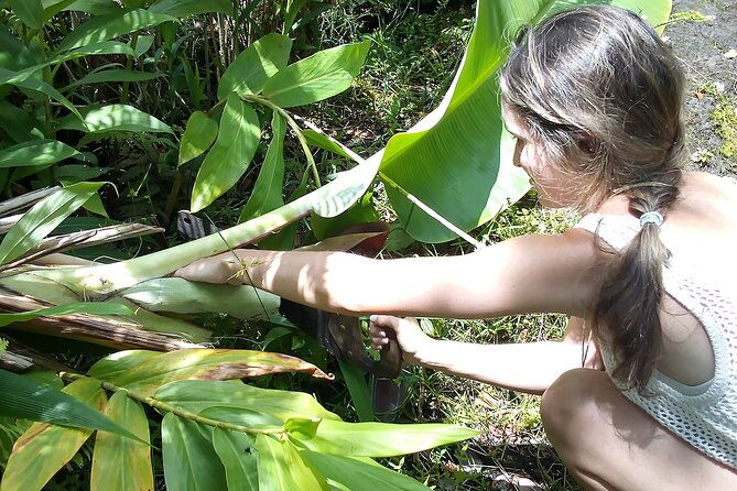 hawaiian-rainforest-banana-cultivation-experience