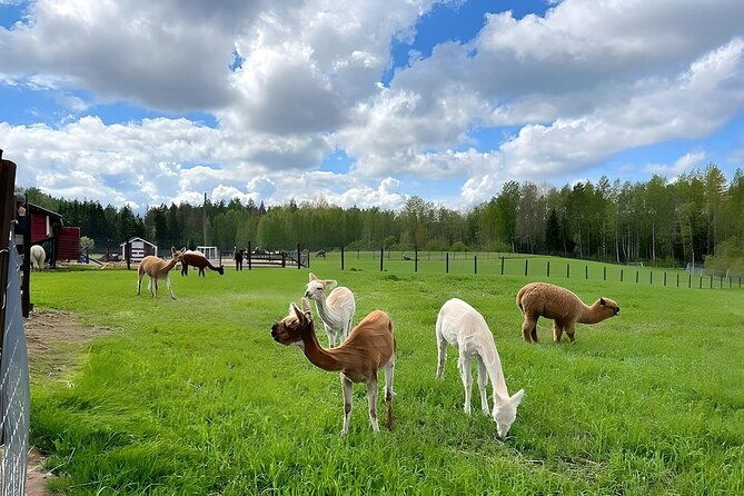 helsinki-alpaca-farm-tour-with-guided-walk