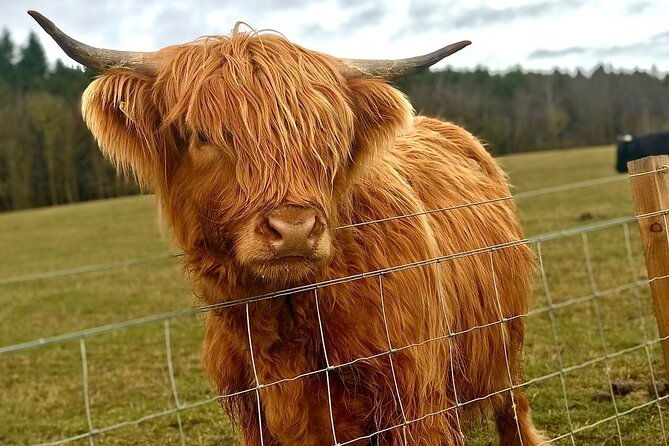 highland-cows-walk-alpacas-visit-a-scottish-wildlife-centre