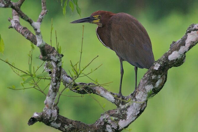 highlights-of-birdwatching-and-nature-in-the-pipeline-road