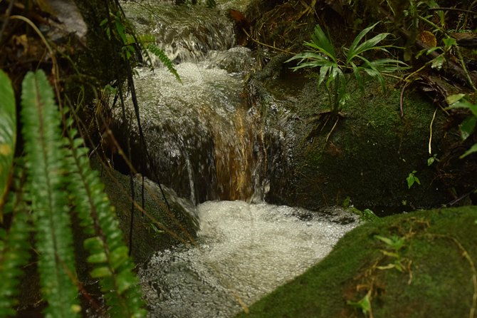 hike-at-rainforest-adventures-costa-rica-braulio-carrillo