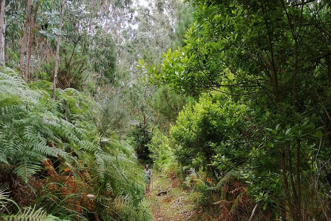 hiking-and-trekking-tours-in-madeira
