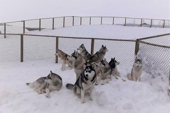 hiking-with-husky-in-akureyri-private