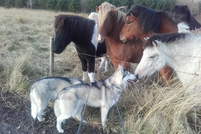 hiking-with-husky-in-akureyri