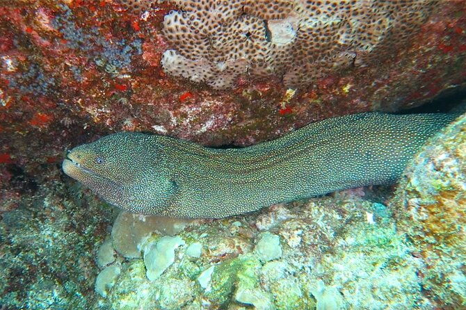 hilos-remote-tropical-reef-2-tank-boat-dive