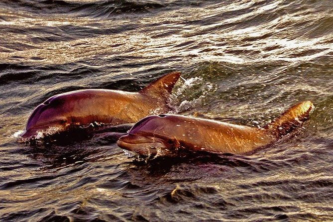 hilton-head-sunset-dolphin-watching-cruise