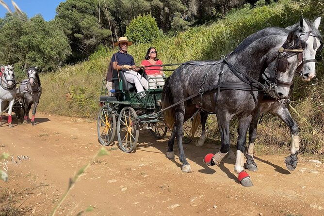 horse-carriage-tour-on-the-mountain-in-palmela