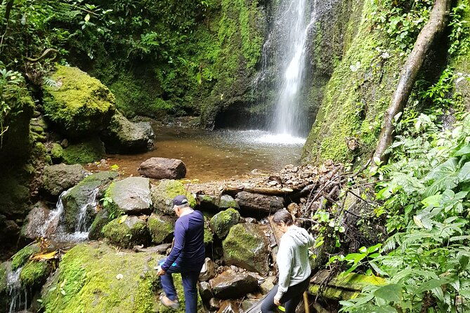 howler-monkey-tour-filandia-views-and-gastronomy