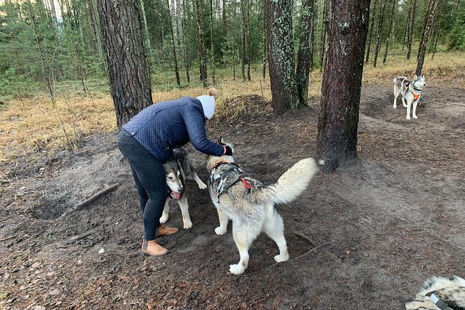 husky-dog-sled-bike-kart-ride-in-latvia-3h-group-tour-from-riga