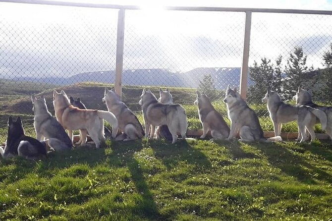 husky-petting-in-akureyri-private-2