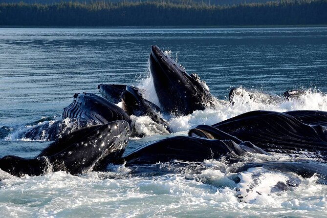 icy-strait-whale-wildlife-endeavor