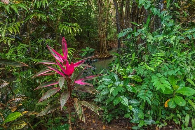 indian-river-cold-soufriere-fort-shirley-northern-excursion
