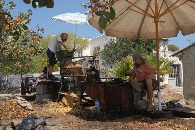 insightful-pistachio-orchard-and-factory-tour-2