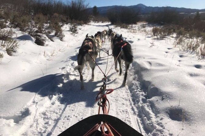 jackson-hole-full-day-dog-sledding-and-snowmobiling-combo-trip