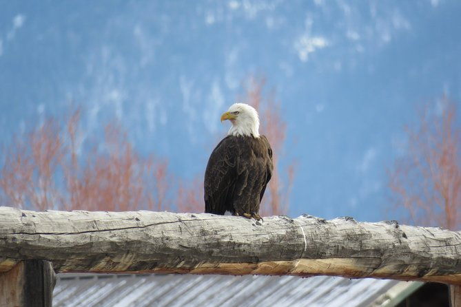 jackson-hole-grand-teton-park-half-day-wildlife-tour-afternoon