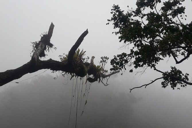 jamaica-blue-mountain-guided-nature-tour
