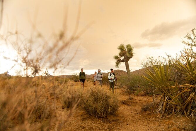 joshua-tree-full-day-private-tour-and-hike