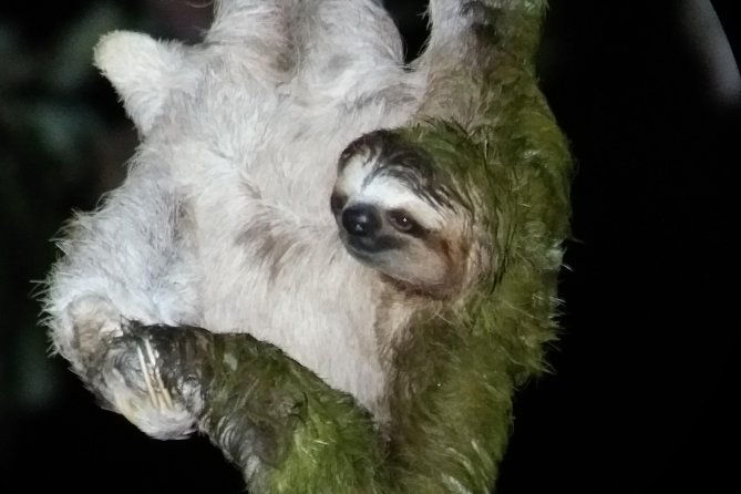 jungle-night-tour-manuel-antonio-2