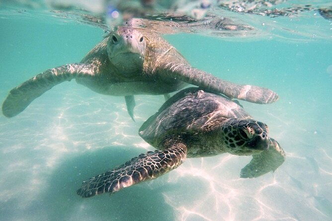 kaneohe-sandbar-snorkeling-tour-1st-tour
