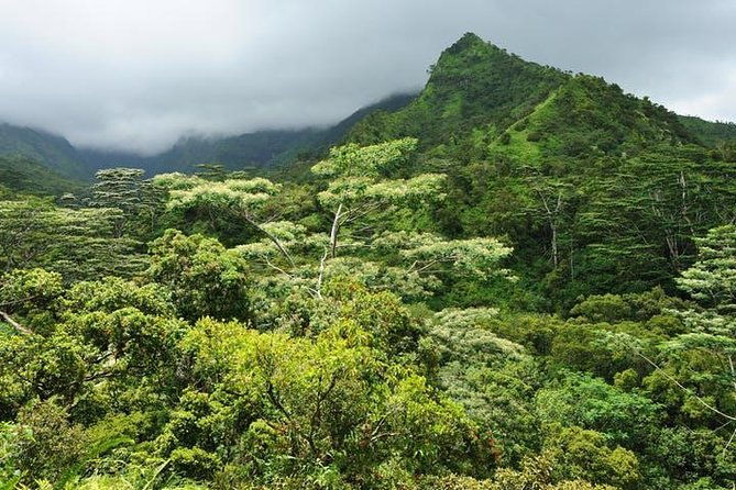 kauai-cruise-ship-excursion-wailua-river-fern-grotto
