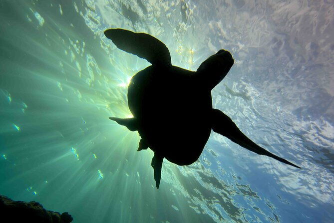 kauais-exclusive-morning-scuba-charter-for-experienced-divers-2