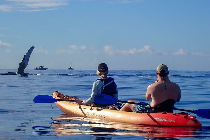 kayak-and-whale-watching-tour